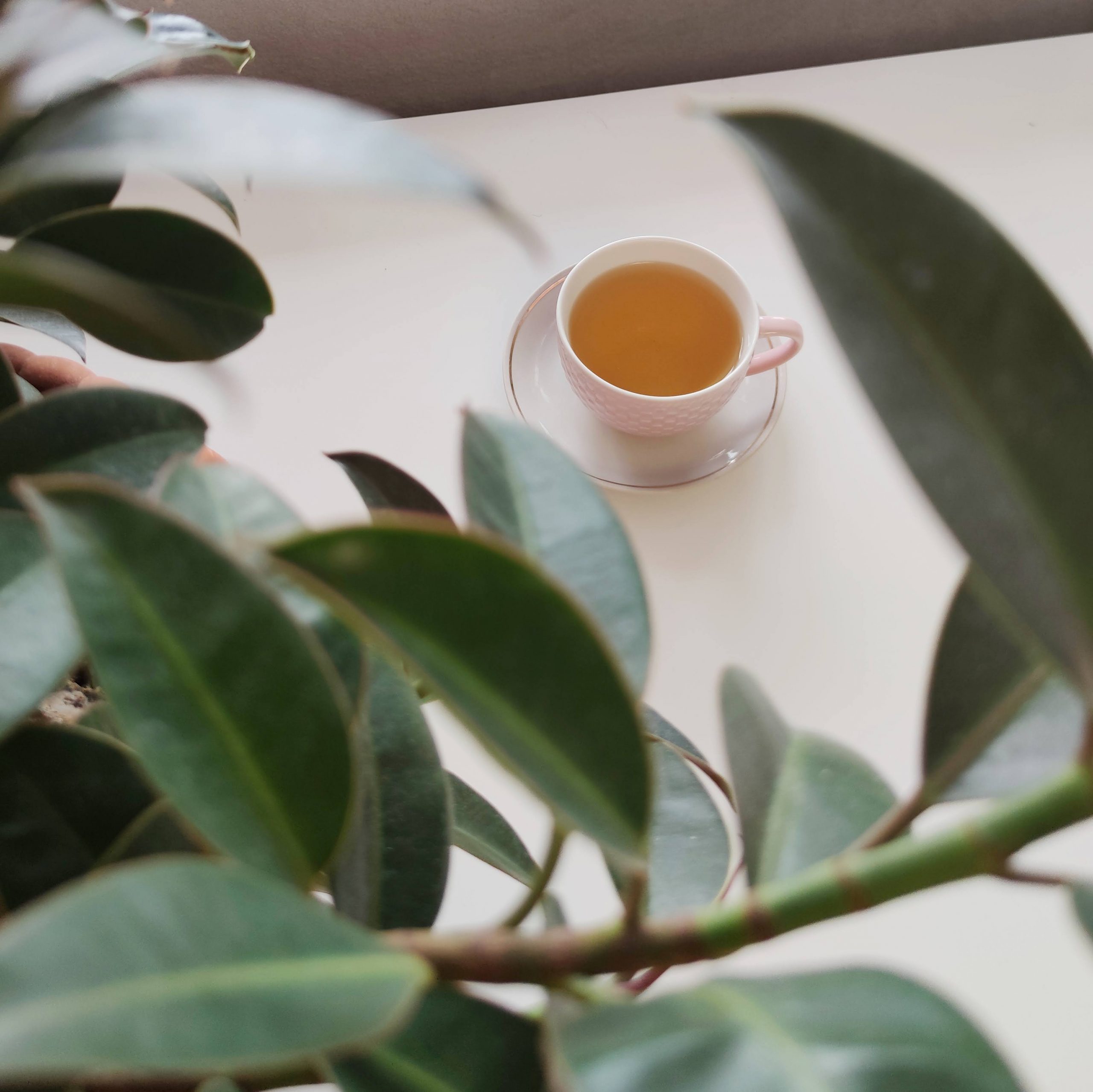 Herbata Oolong