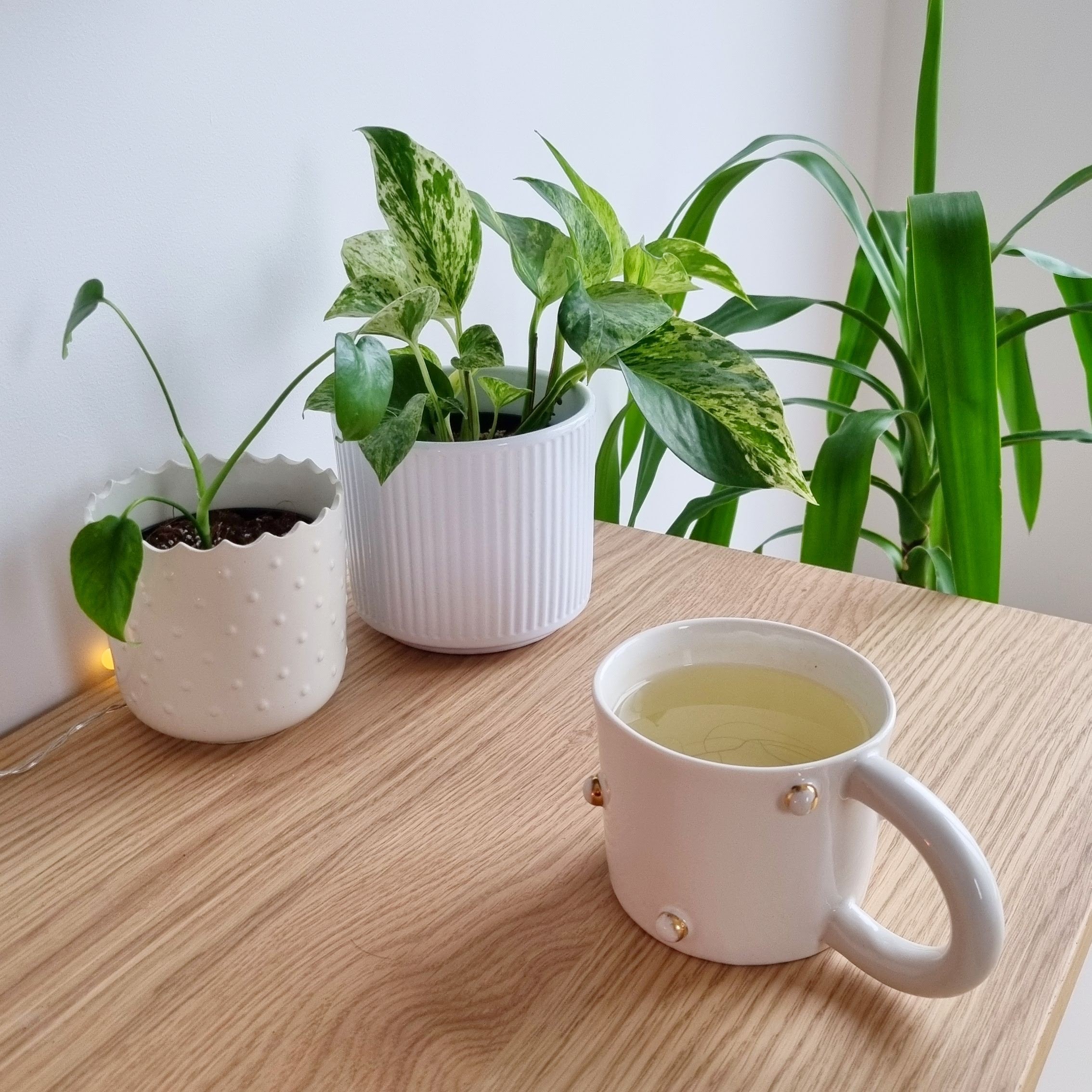 Sencha Tokujyoo - obrazek 2